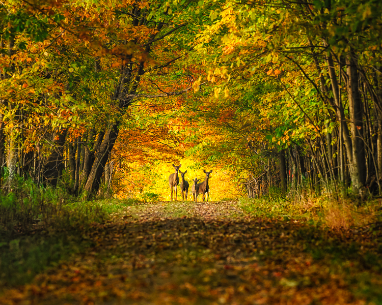 Deer in the Blue Hills forest